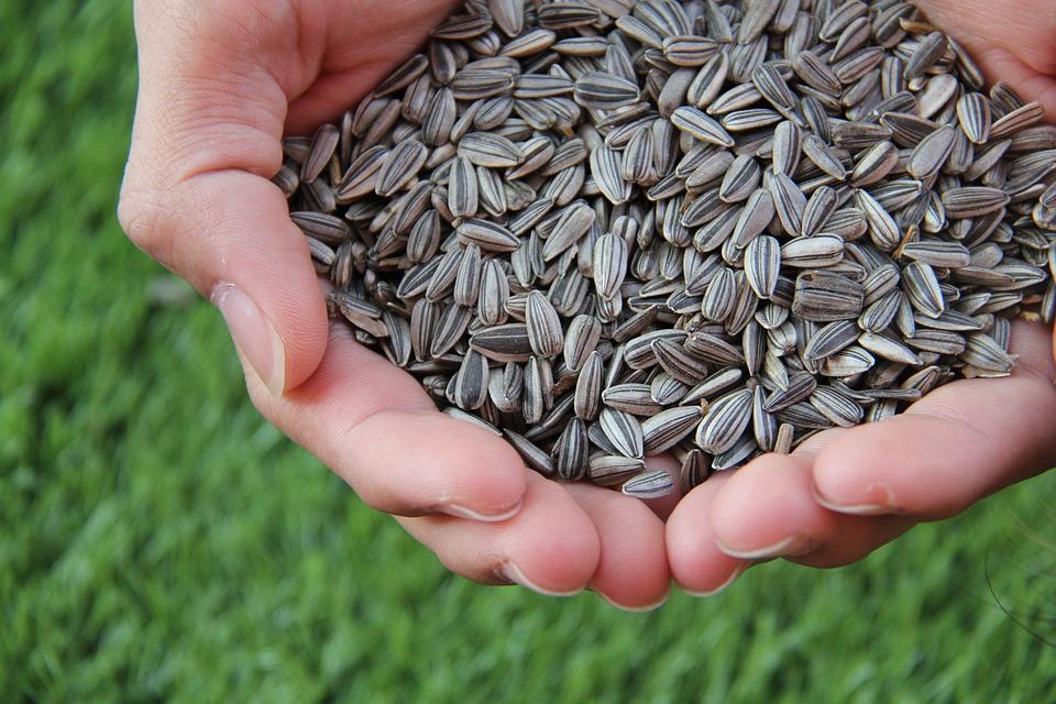 Sunflower Sunflower Seed Sunflower Seeds