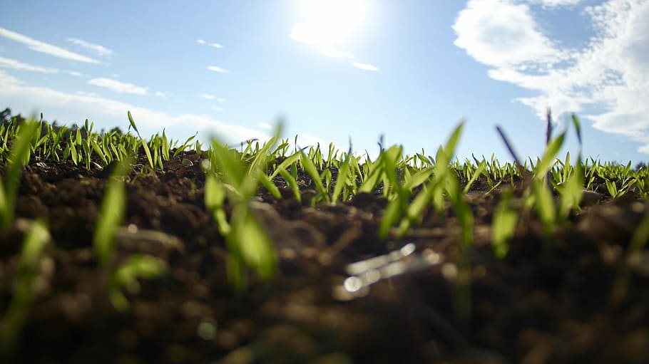 buds-germinating-green-grow